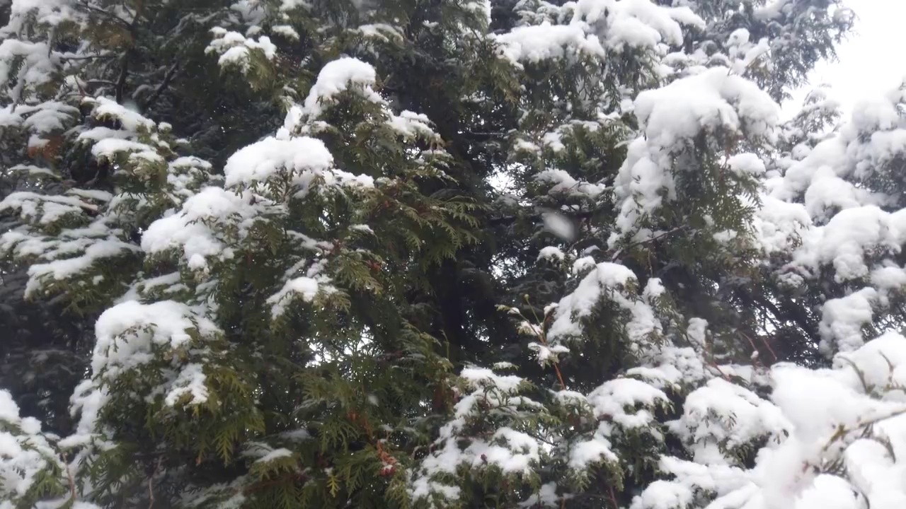 雪花在云杉的背景下飘落。视频素材