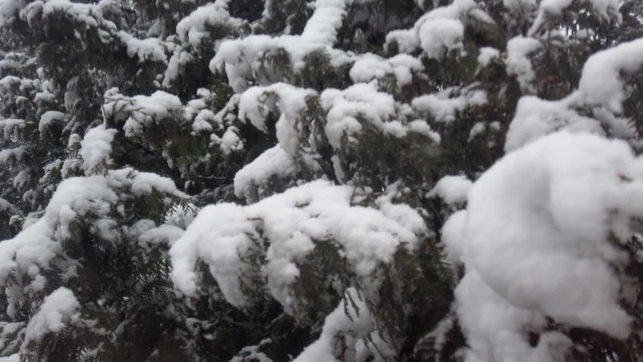 雪花在云杉的背景下飘落。视频素材