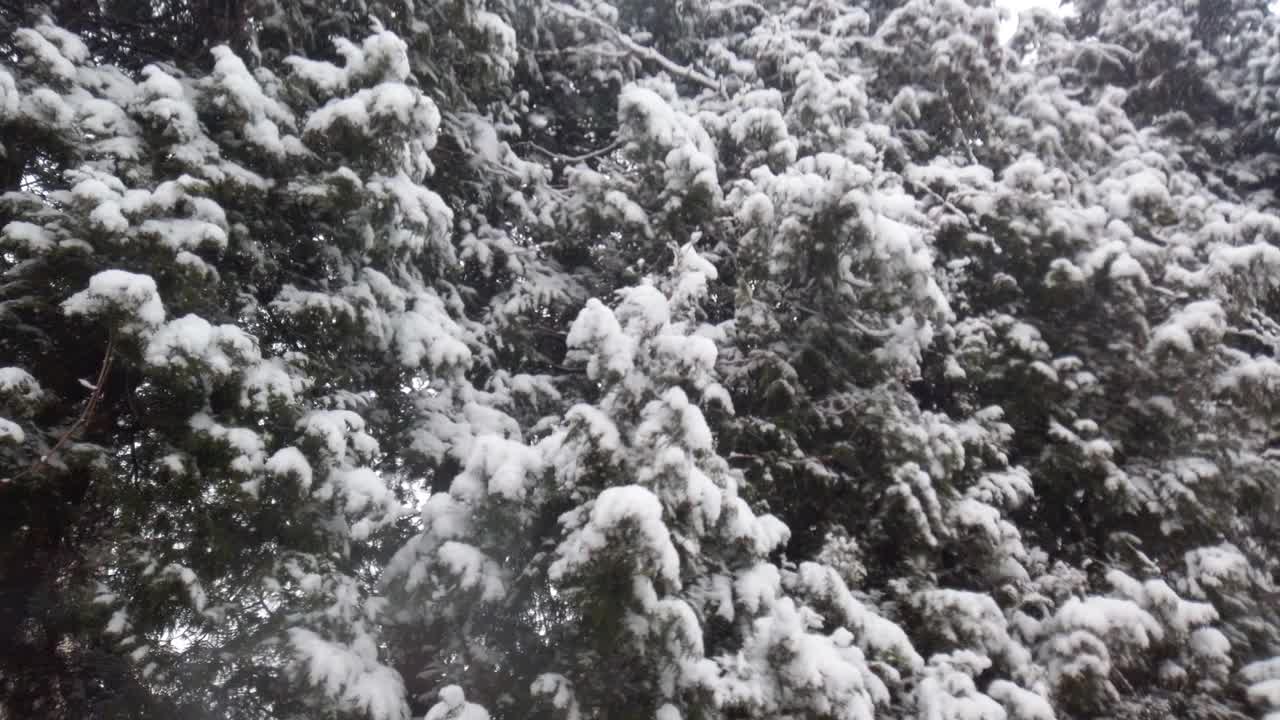 雪花在云杉的背景下飘落。视频素材