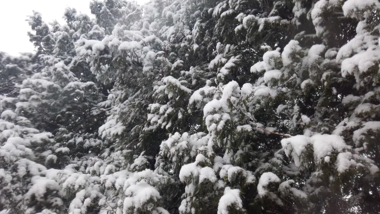 雪花在云杉的背景下飘落。视频素材