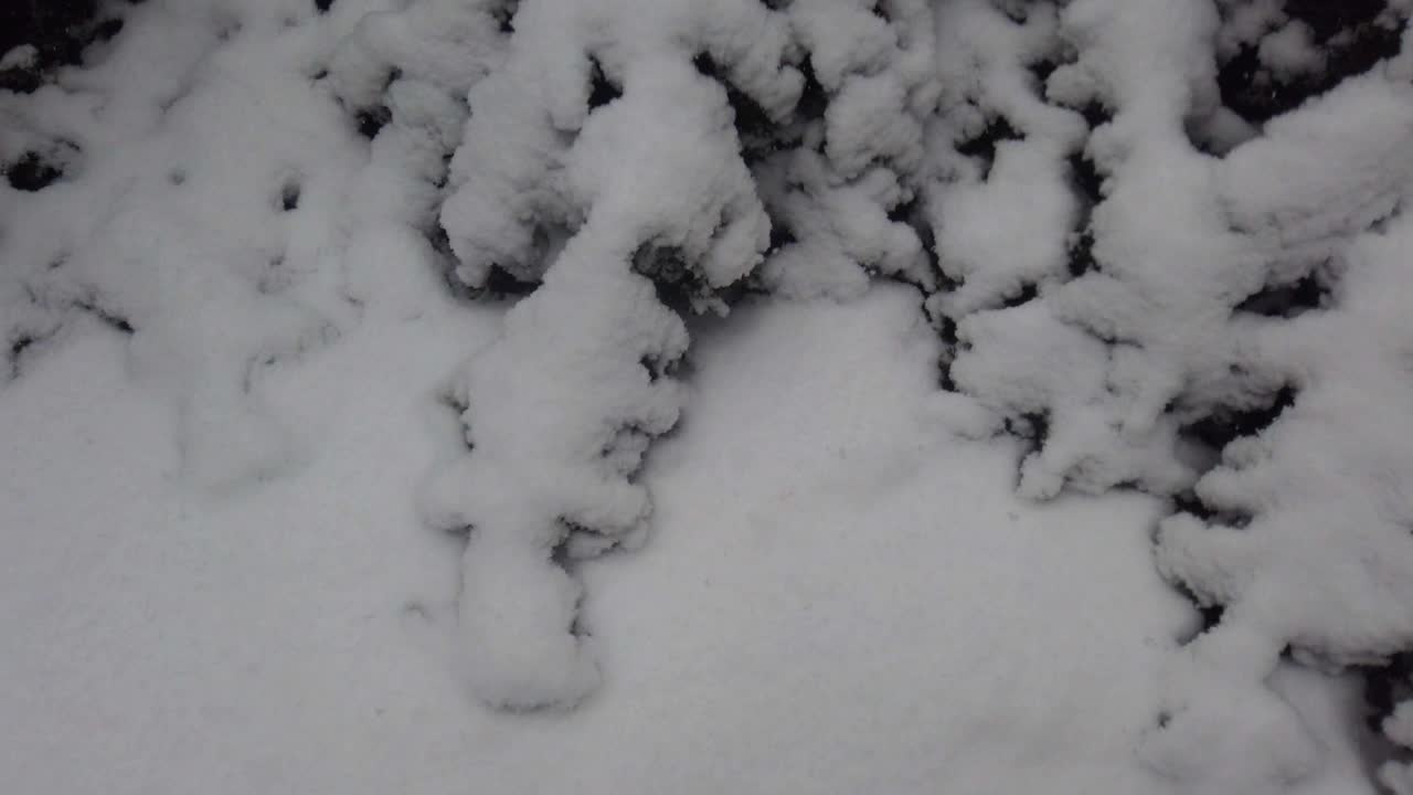 白雪覆盖的灌木丛和飘落的雪花。视频素材