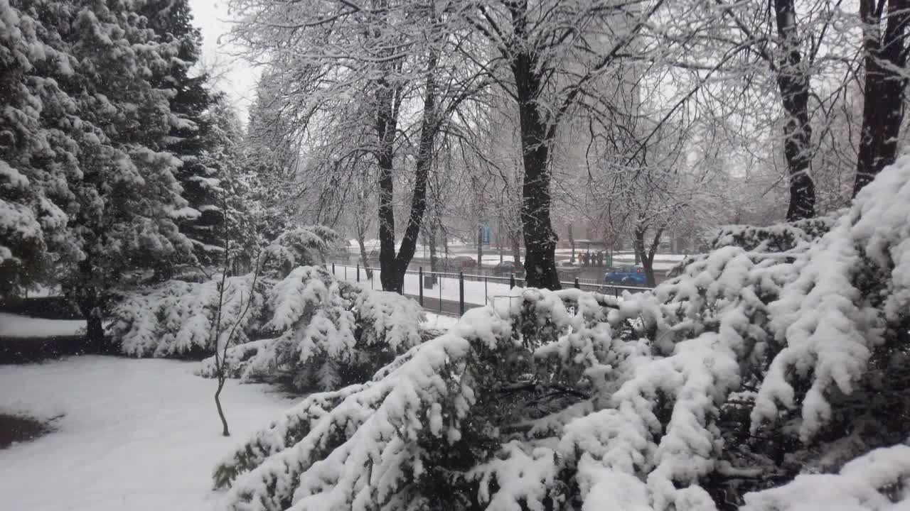 飘落的雪花映衬着树木和行驶的汽车。视频素材