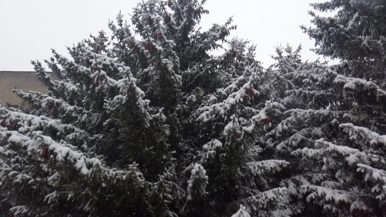 雪花在云杉的背景下飘落。视频素材