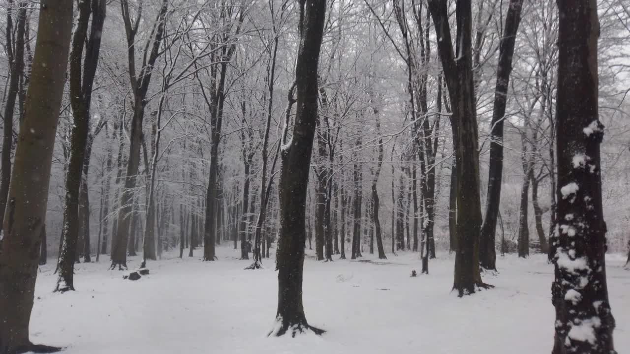 一场暴风雪过后，树木被雪覆盖。视频素材