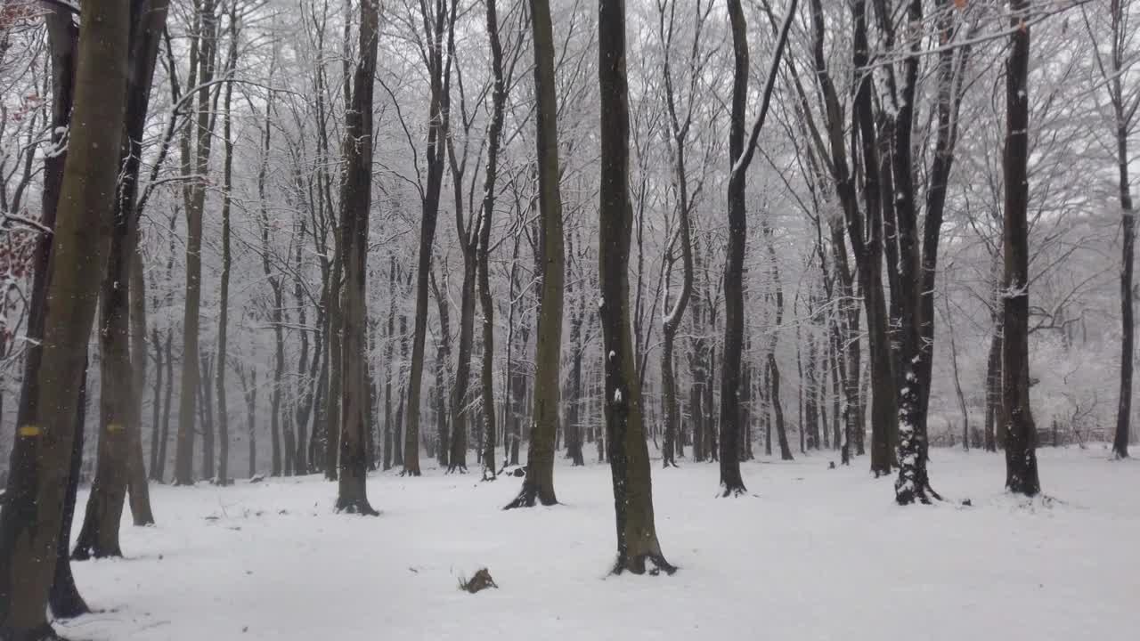 一场暴风雪过后，树木被雪覆盖。视频素材