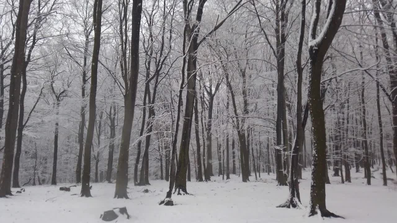 一场暴风雪过后，树木被雪覆盖。视频素材