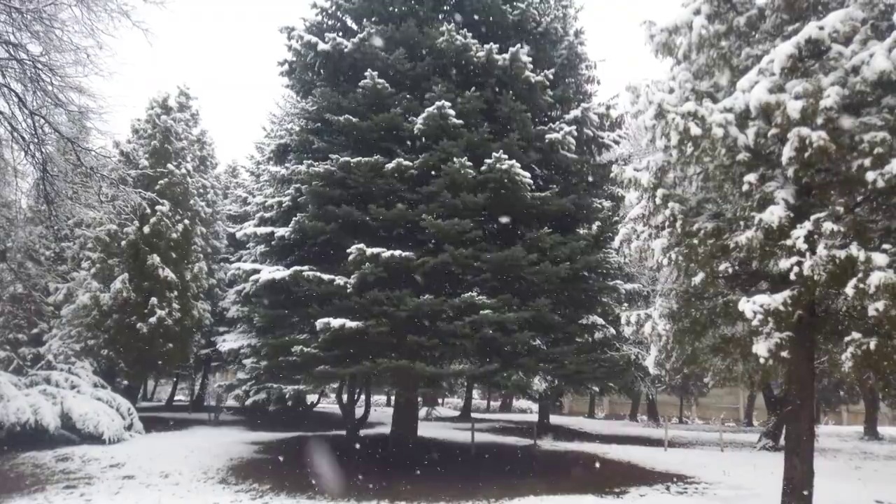 雪花在云杉的背景下飘落。视频素材