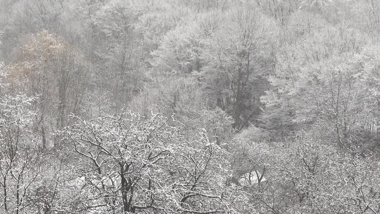 一场暴风雪过后，树木被雪覆盖。视频素材