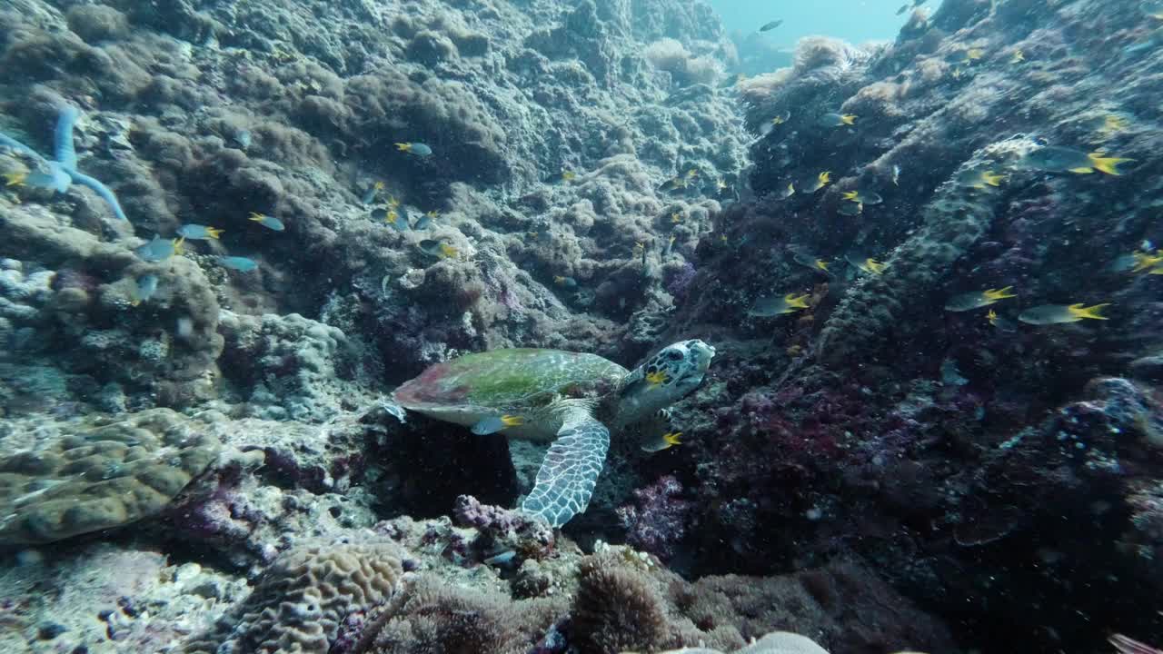 在水下休息的玳瑁海龟视频素材