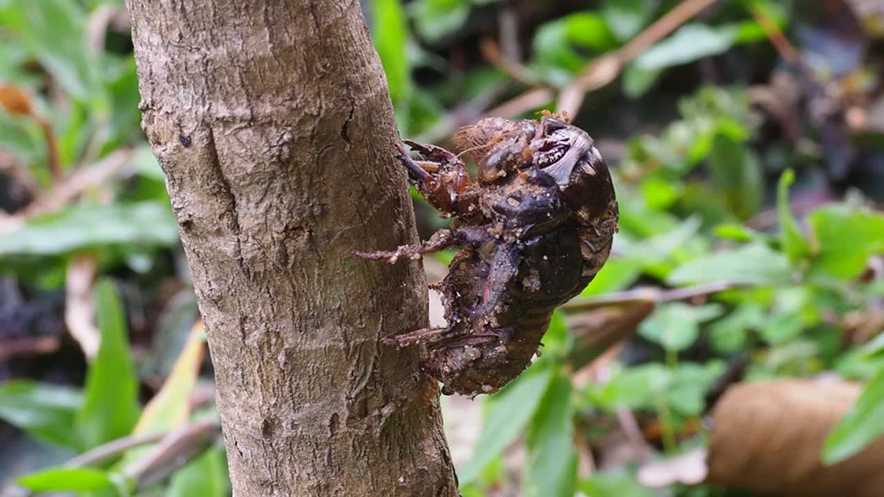 蜕皮蝉视频素材