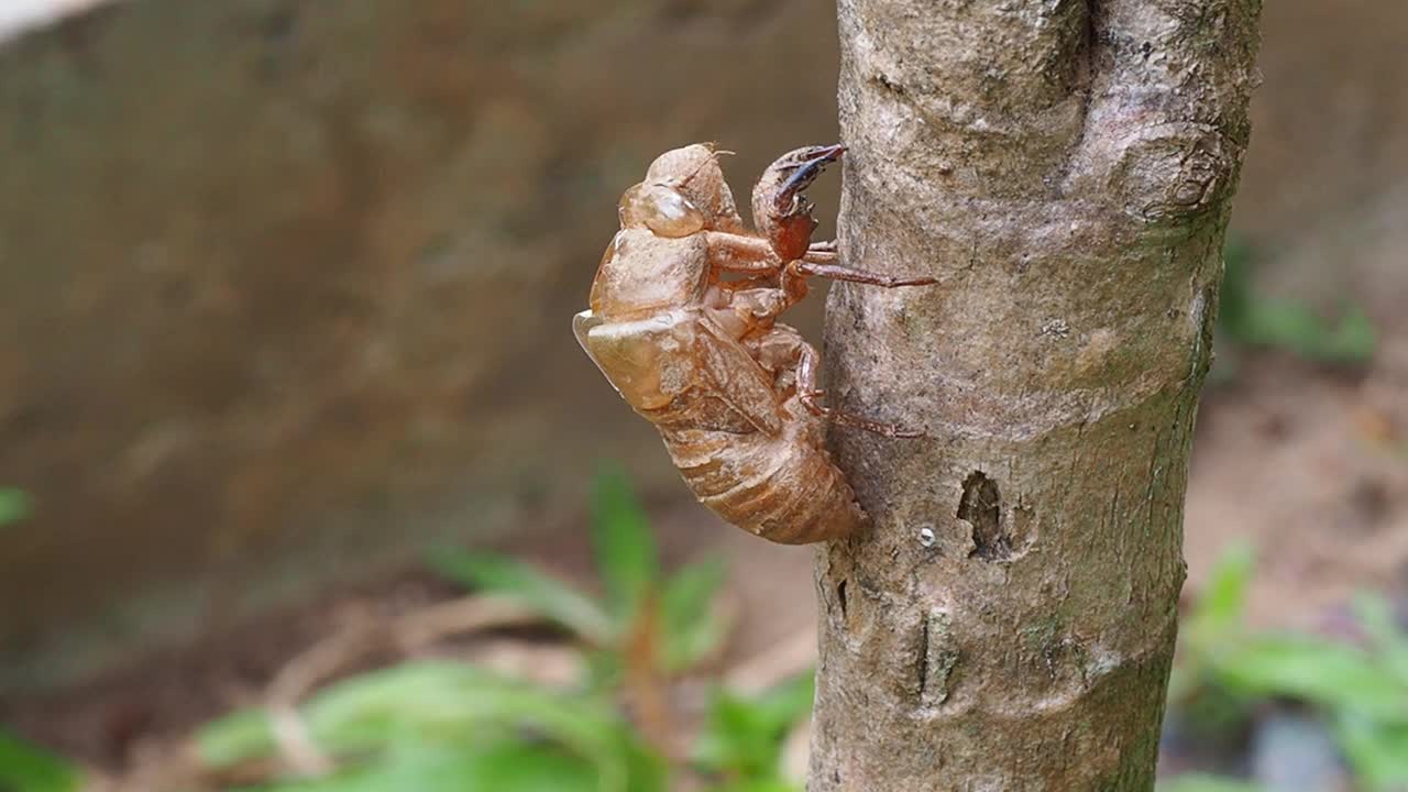 蜕皮蝉视频素材