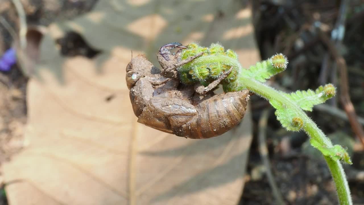 蜕皮蝉视频素材