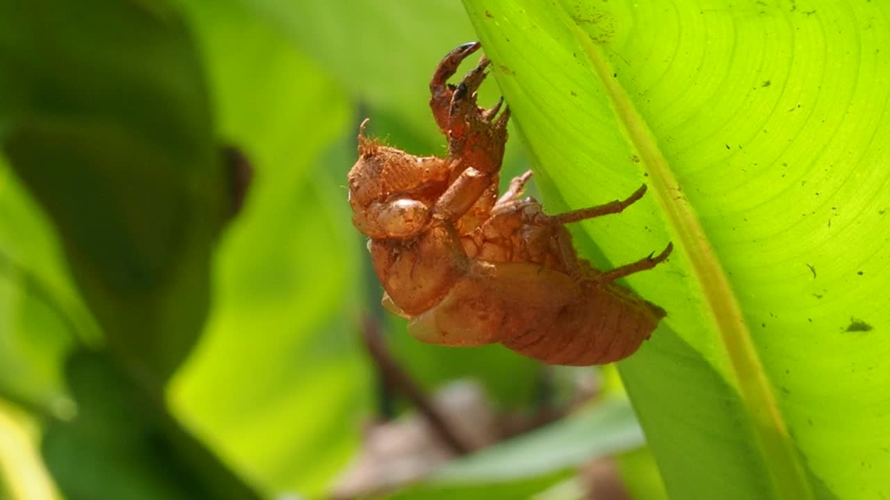 蜕皮蝉视频素材