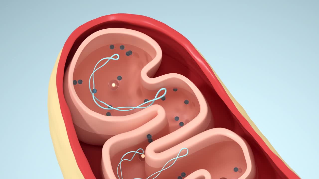 线粒体的横切面，3d渲染。视频素材