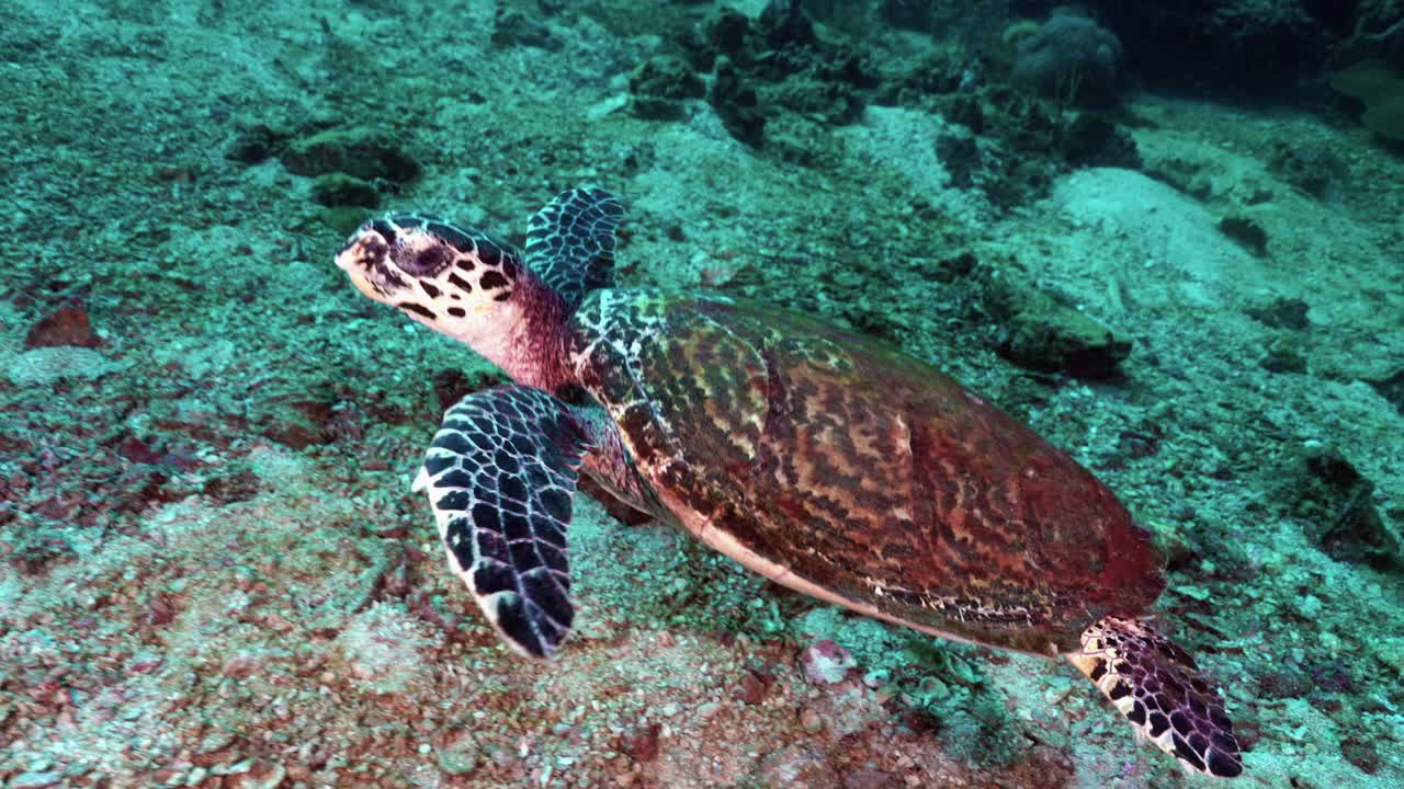 水下游泳的海龟(Eretmochelys imbricata)视频素材