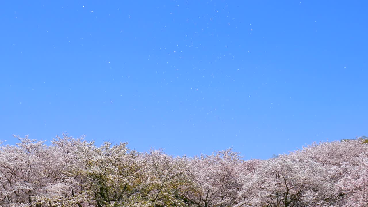 樱花花簇视频素材