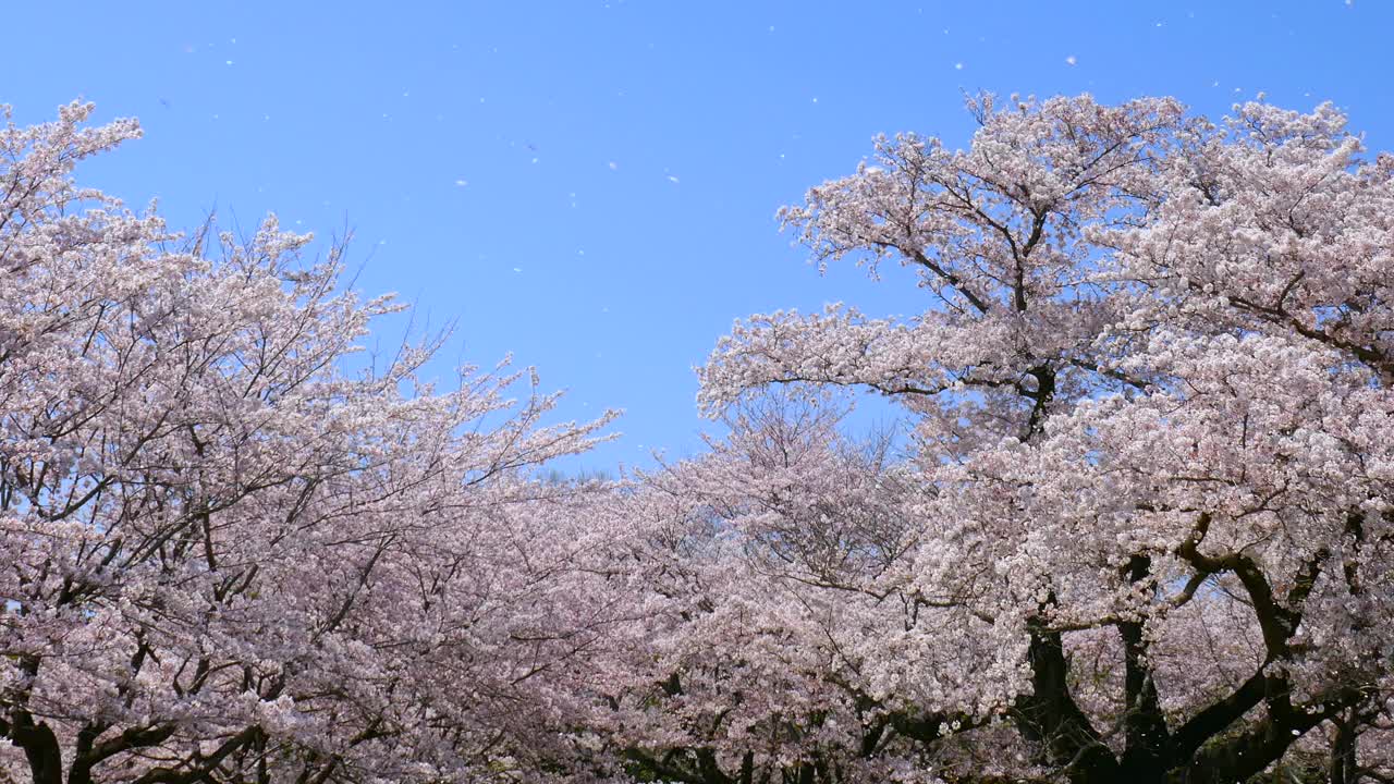 樱花花簇视频素材