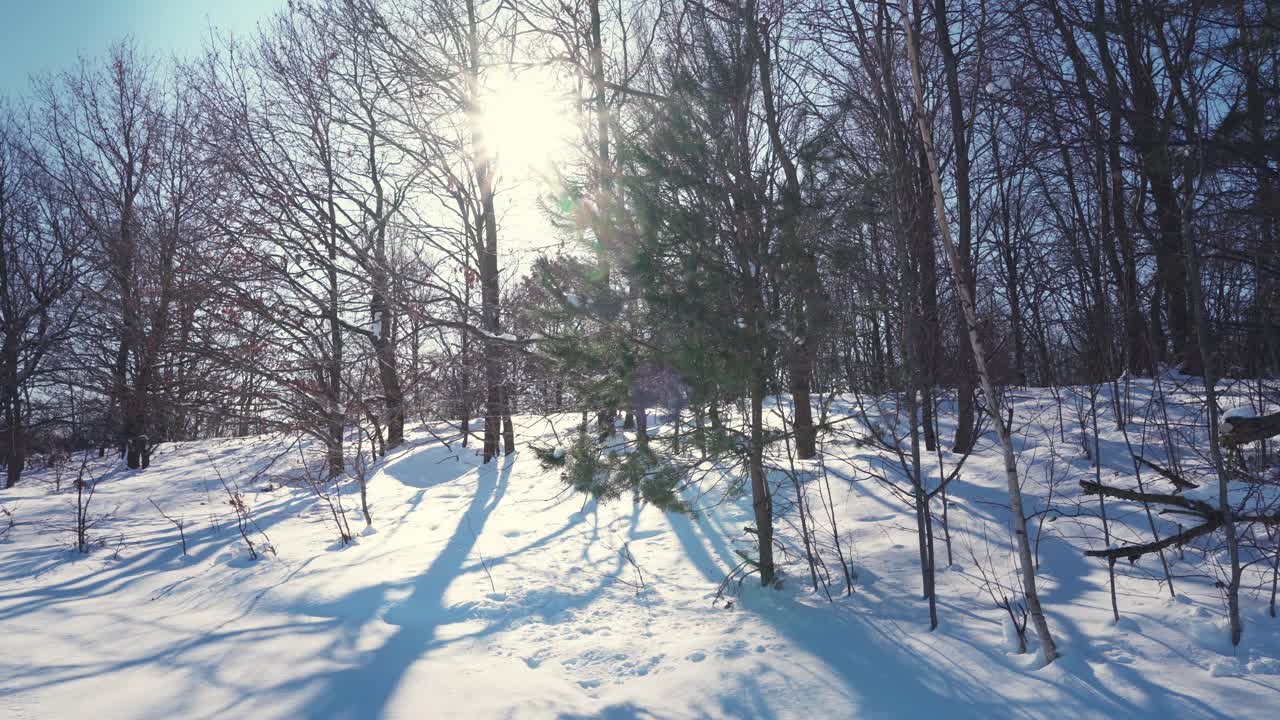 在一个寒冷的冬天的早晨，阳光穿过覆盖着积雪的树木。温柔的手持移动。视频素材