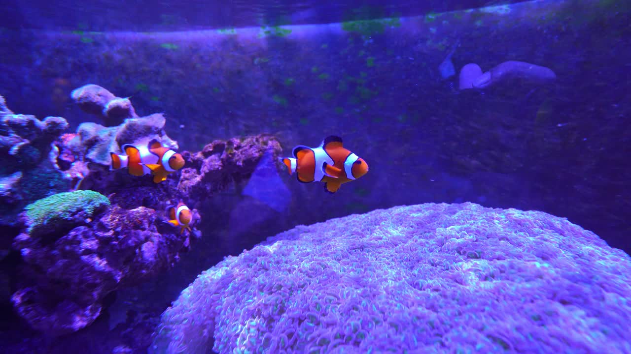 海底水族馆里的海葵和尼莫鱼。海里美丽的鱼视频素材