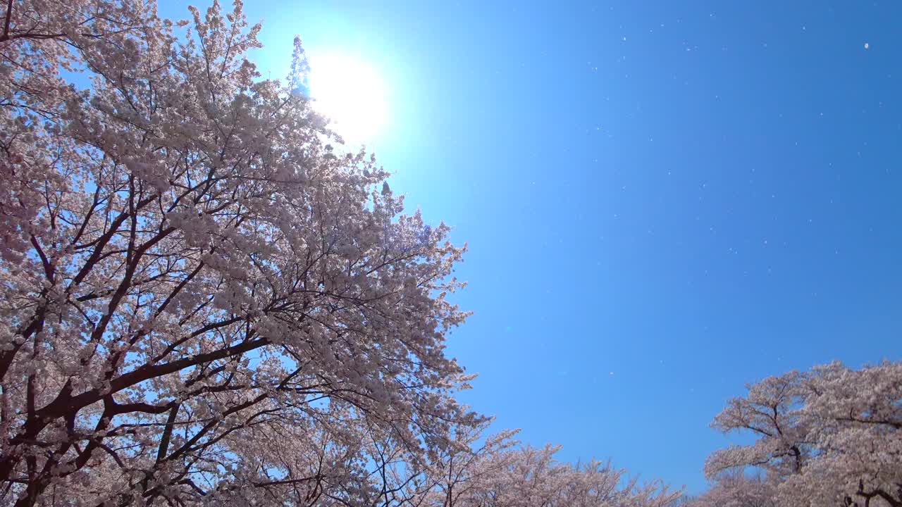 樱花花簇视频素材