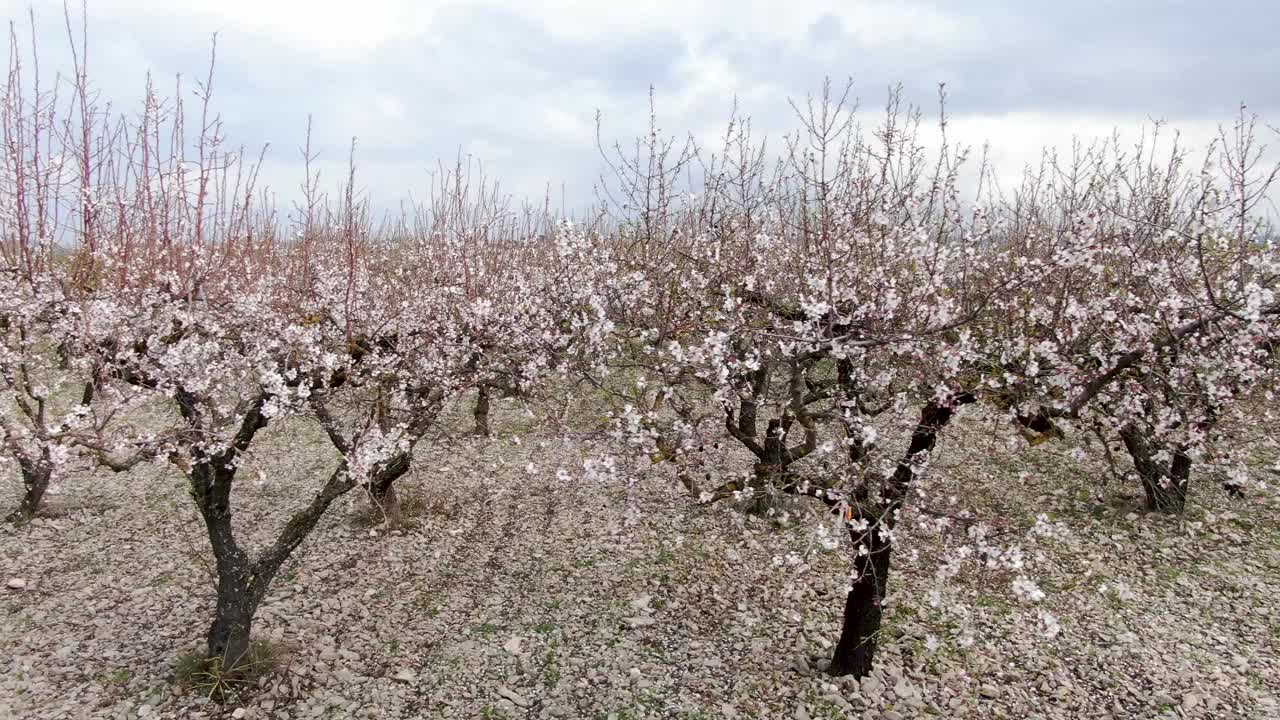 缓慢的无人机在杏树开花视频素材