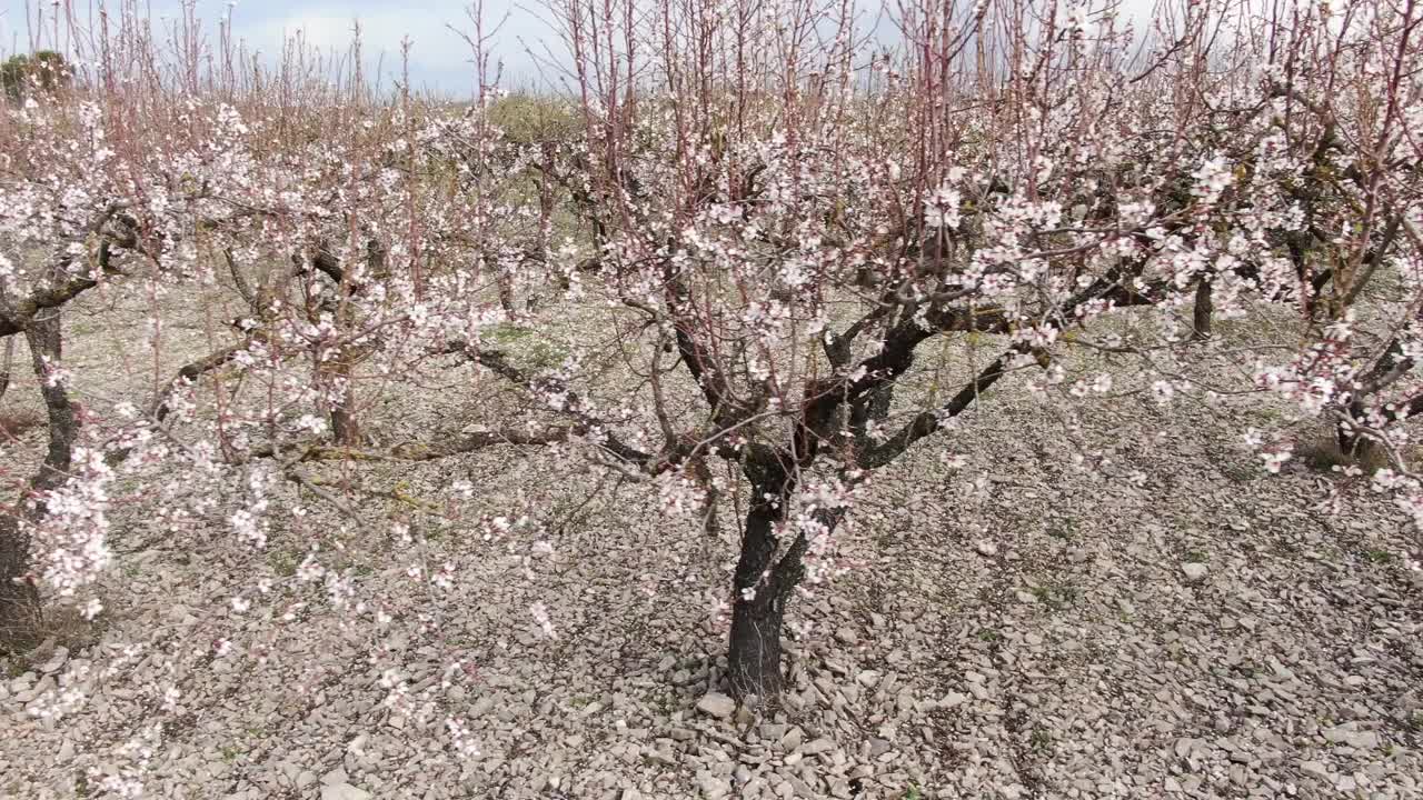 缓慢的无人机在杏树开花视频素材