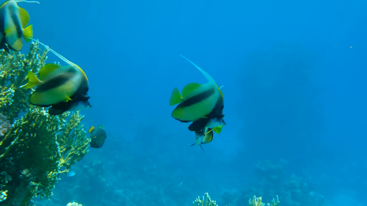 三个红海旗鱼(Heniochus intermedius)游泳在珊瑚礁附近的特写。慢动作视频素材