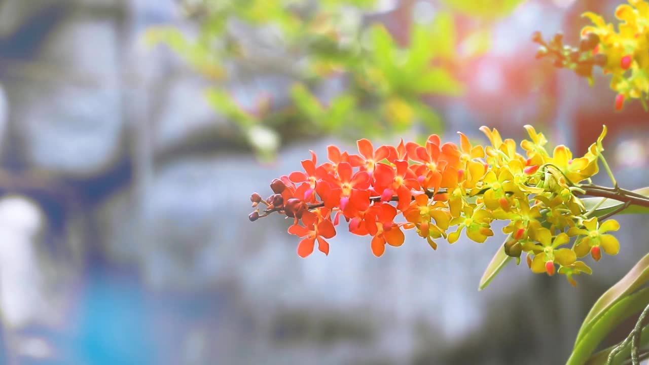 红橙黄的兰花花盛开，黄绿色的叶子和模糊的蓝色瀑布背景视频素材