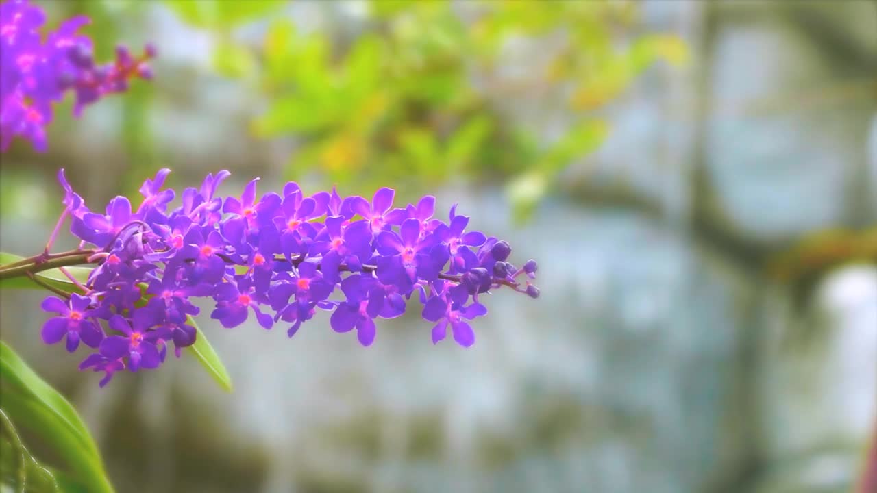 紫罗兰花盛开，黄绿色的叶子和模糊的蓝色瀑布背景视频素材