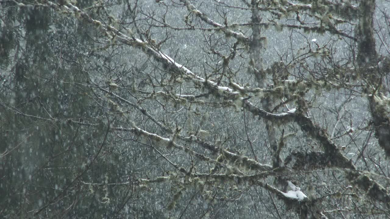 老雪林冬季风景视频素材