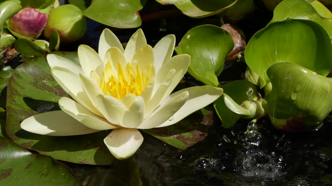 慢动作的水从叶附近的白莲荷花视频素材