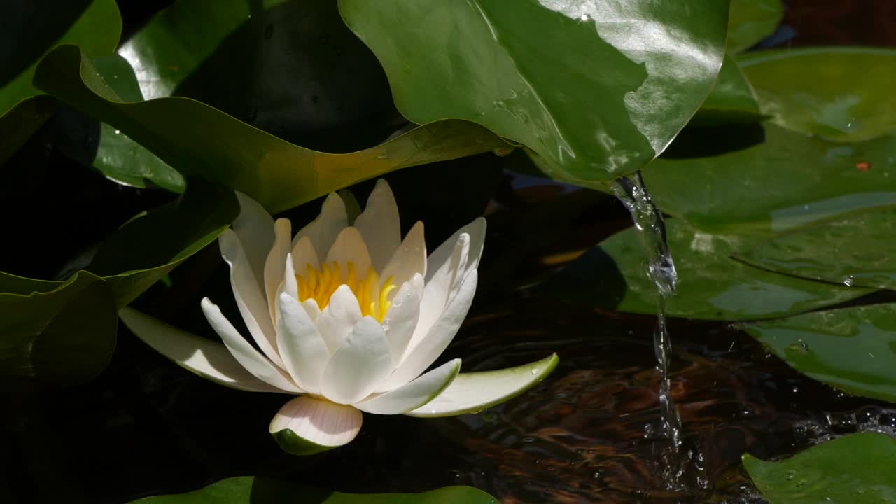 慢动作的水从叶附近的白莲荷花视频素材