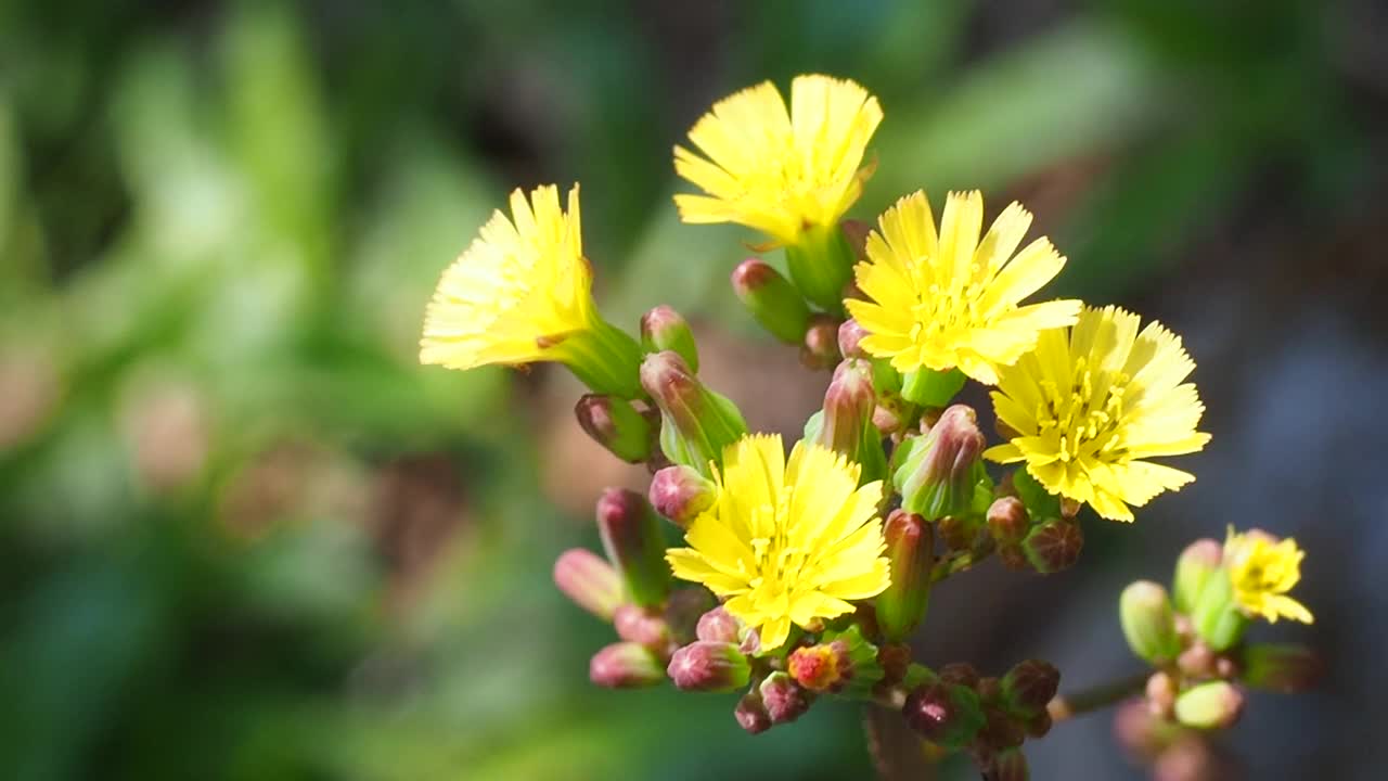 带种子的黄色野花视频素材