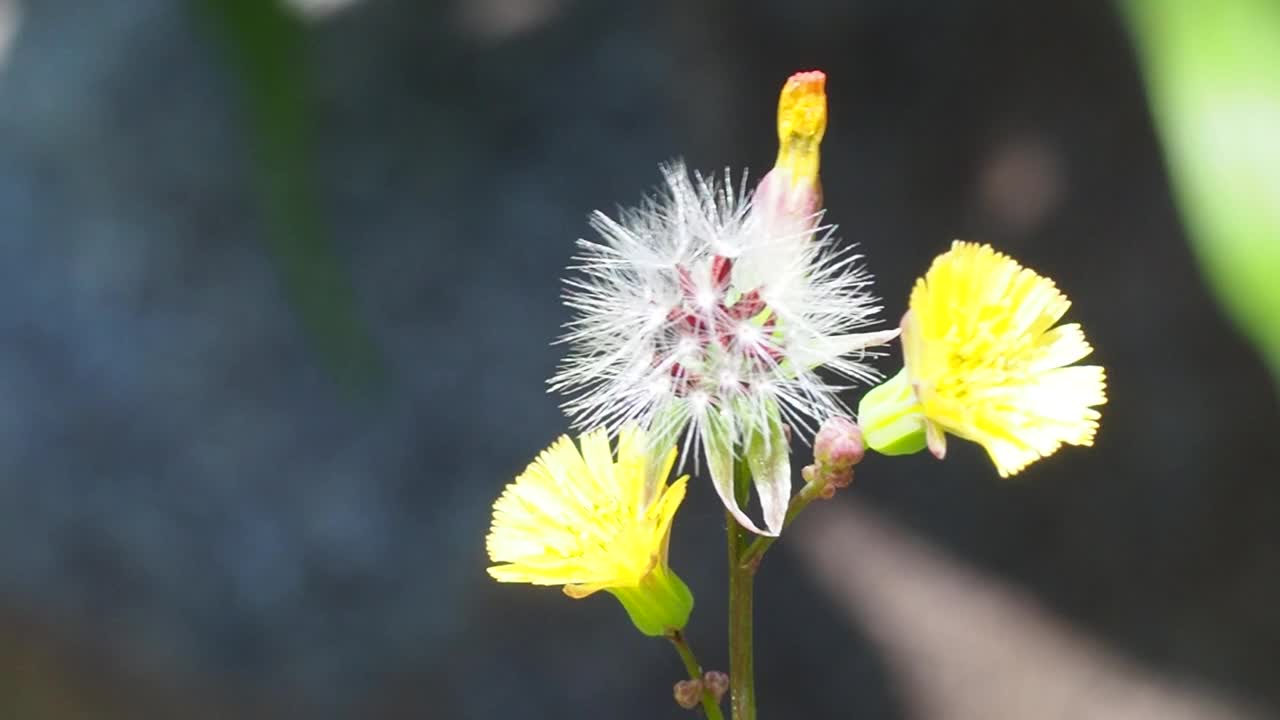 带种子的黄色野花视频素材