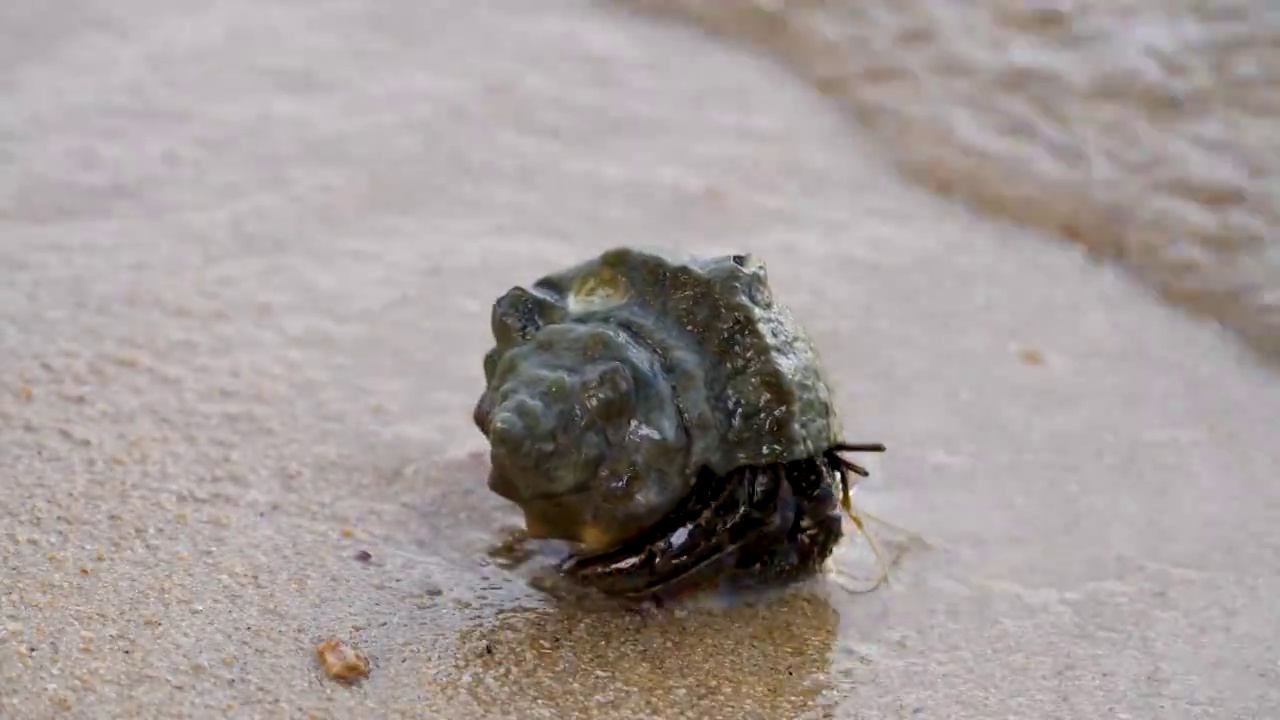 海寄居蟹在沙质热带海滩与海浪视频素材