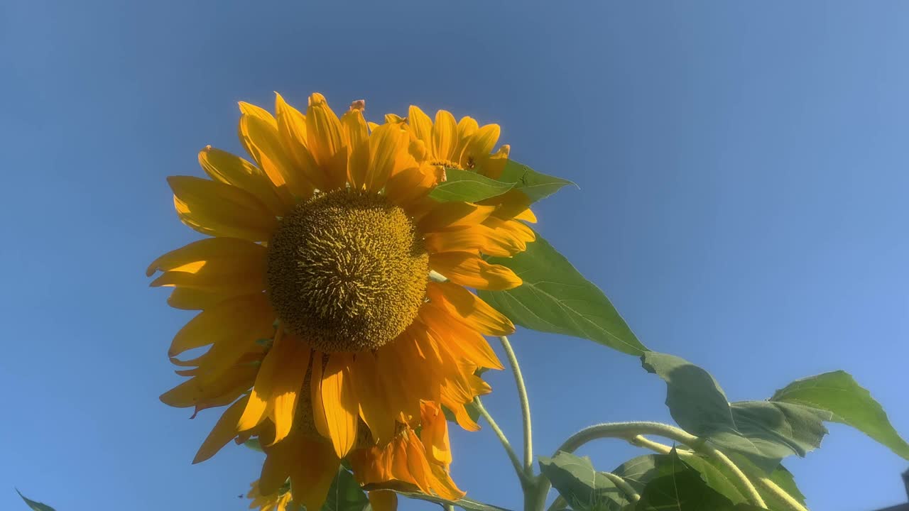 蓝天背景下的向日葵和飞翔的蜜蜂。视频素材