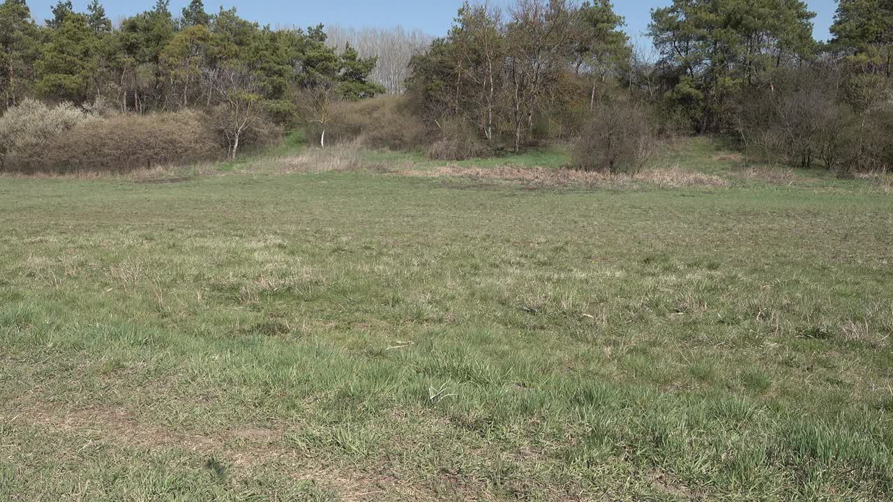 两只狗在田野里，一只德国牧羊犬快速地奔向树枝，一只巧克力色的拉布拉多寻回犬懒洋洋地、慢腾腾地、懒洋洋地视频素材