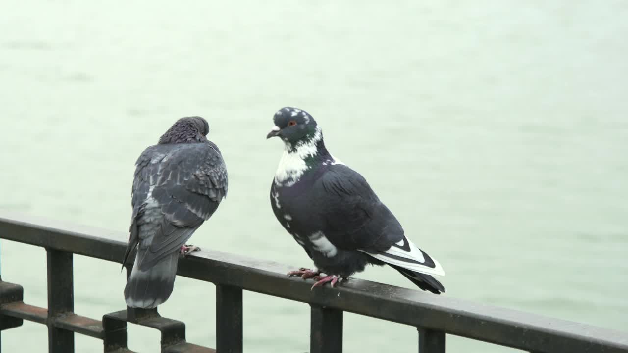 鸽子冬天坐在湖边围栏上的镜头视频素材