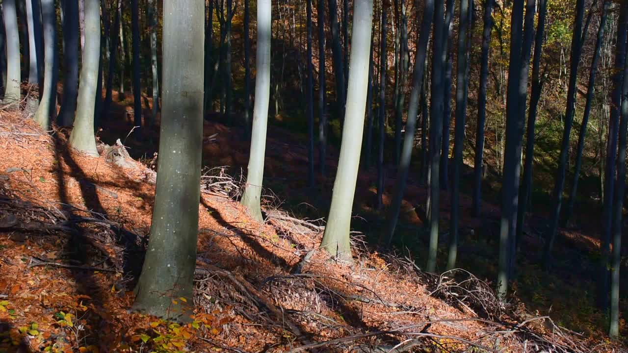 美丽多彩的秋林，温暖阳光明媚的秋日走进树林视频素材