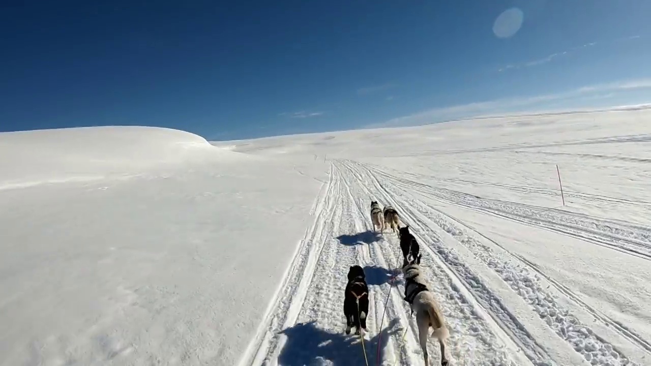 哈士奇拉着雪橇越过雪景。缓慢的运动。视频素材