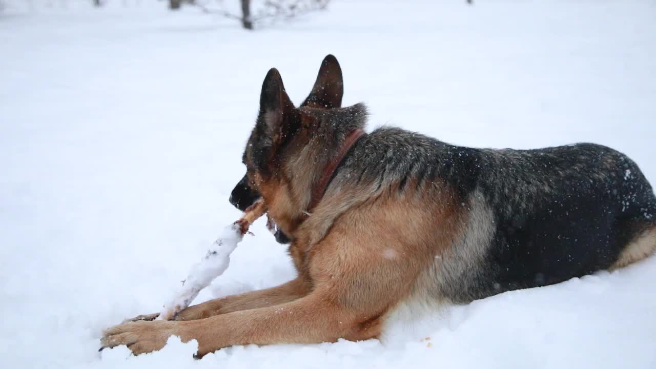 德国牧羊犬能执行主人的命令视频素材