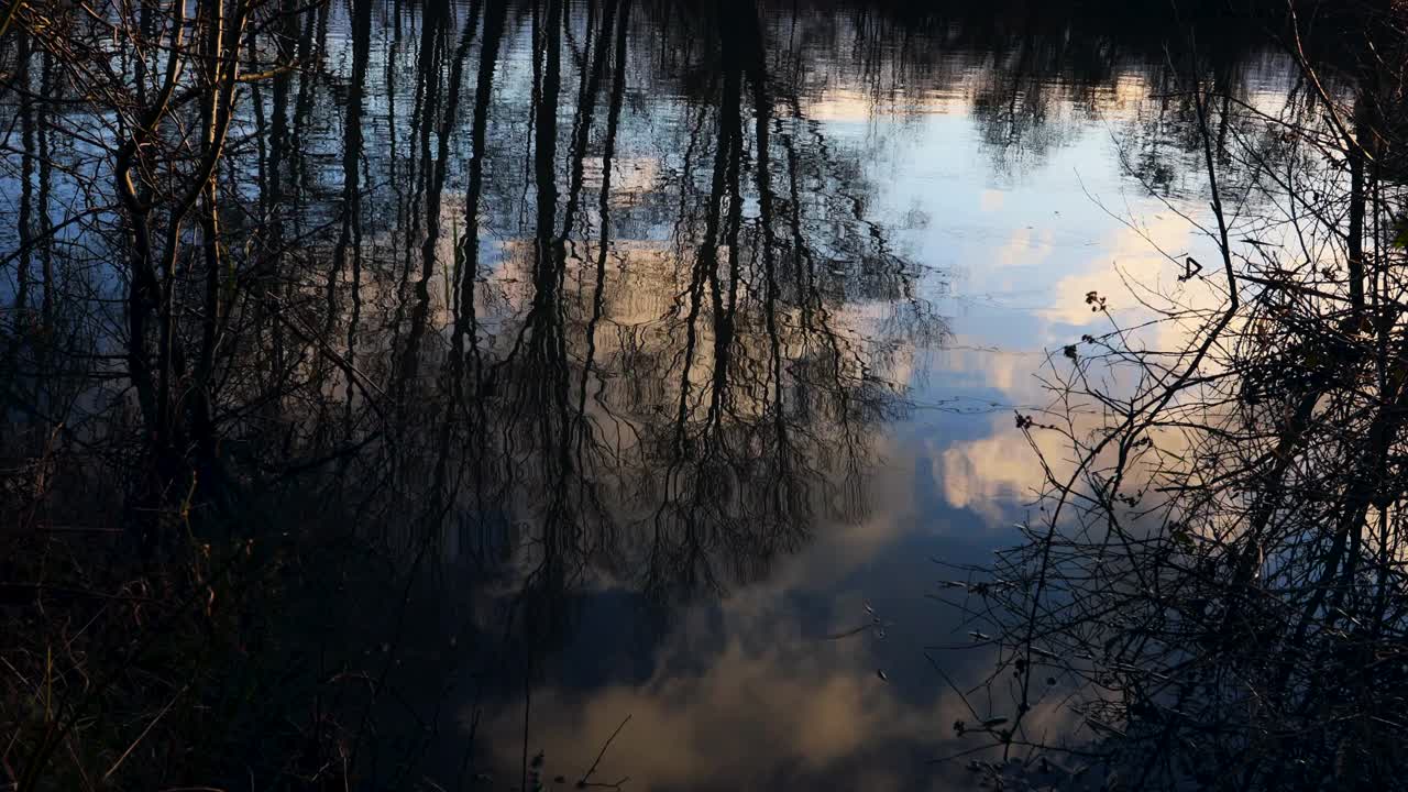 黄昏时分，光秃秃的冬树倒映在池塘的水面上，波浪平静视频素材