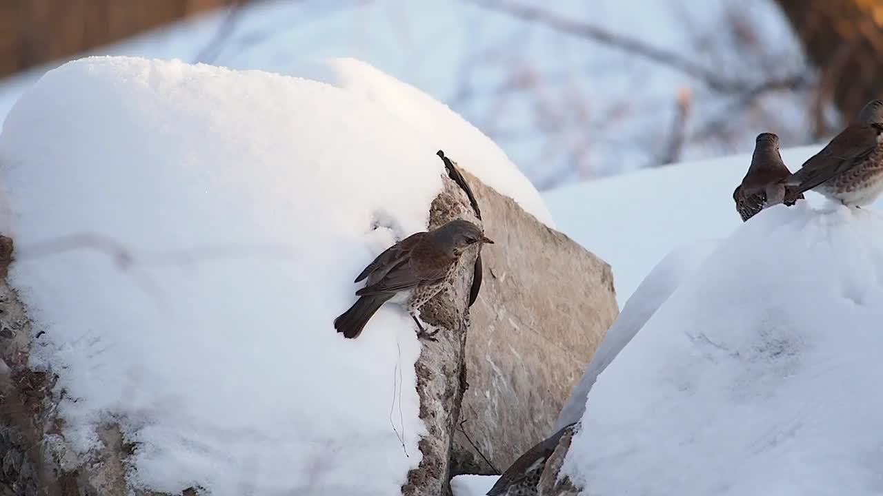 一群野战动物在雪地上觅食视频素材