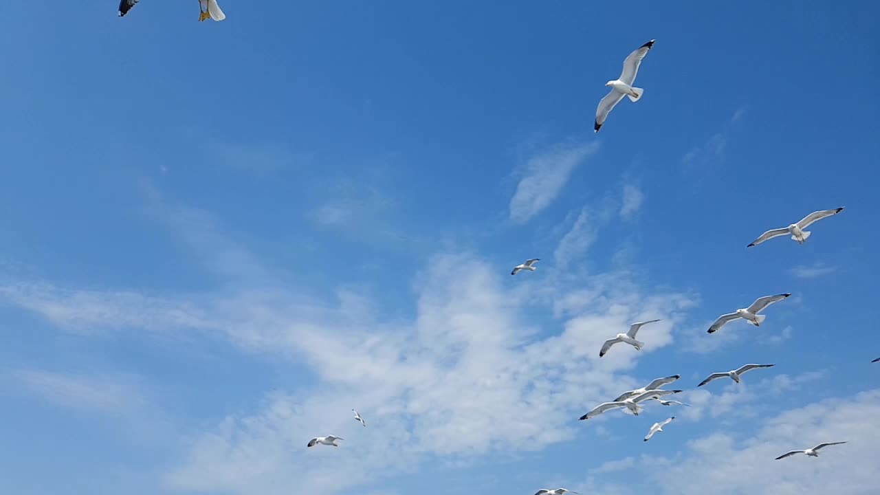 天空中一群海鸥视频素材