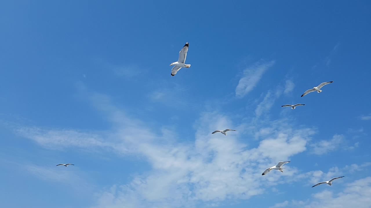 天空中一群海鸥视频下载