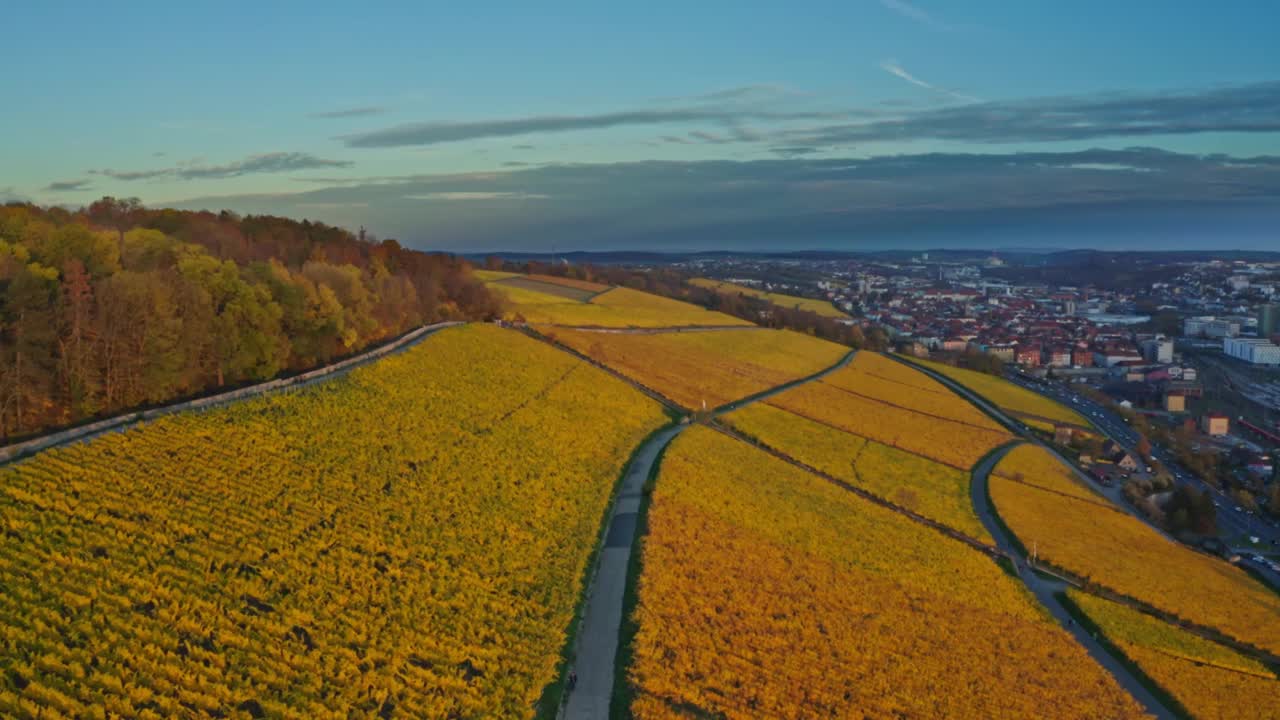 鸟瞰图，金色葡萄园的秋天从上方，地区Mainfranken,Würzburg，德国视频素材