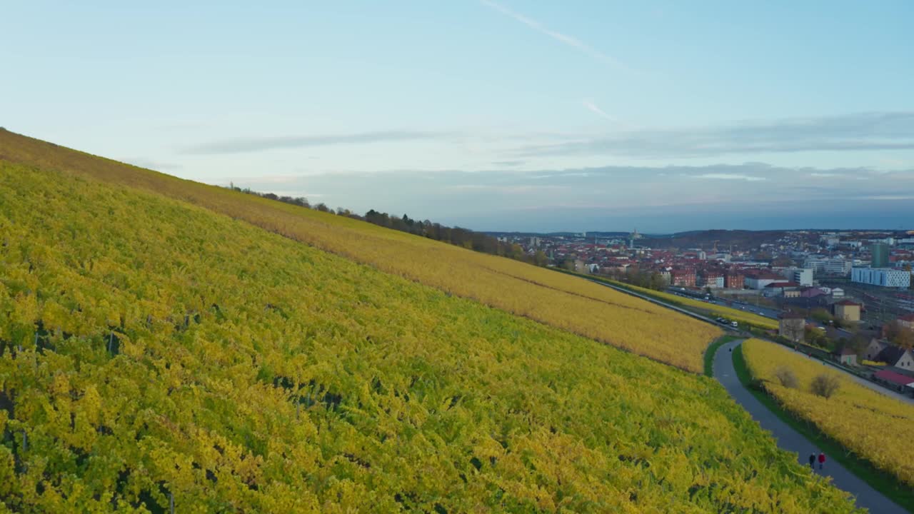 鸟瞰图，金色葡萄园的秋天从上方，地区Mainfranken,Würzburg，德国视频素材