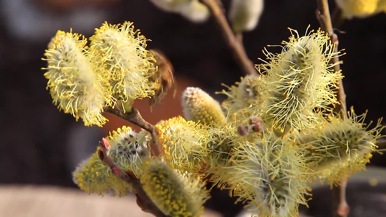 蜜蜂在开花的柳树上用花蜜授粉和采集花粉视频素材