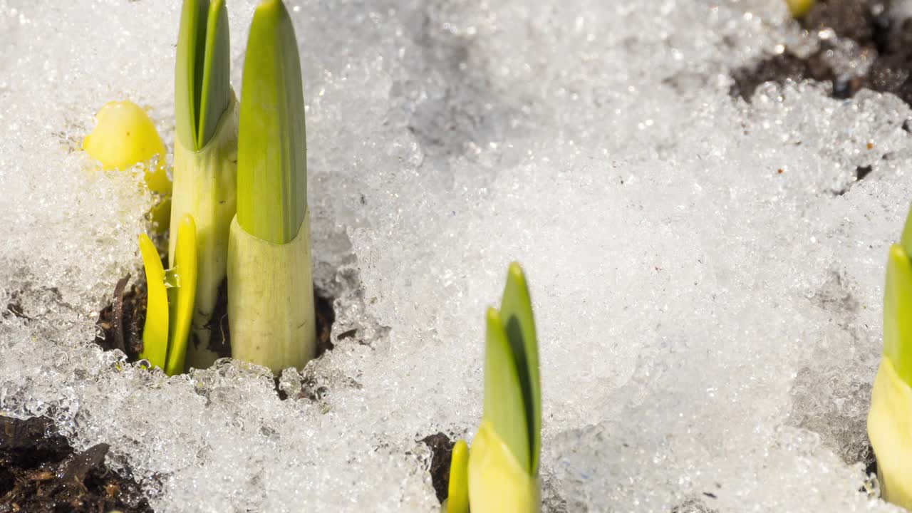 春天融雪视频素材