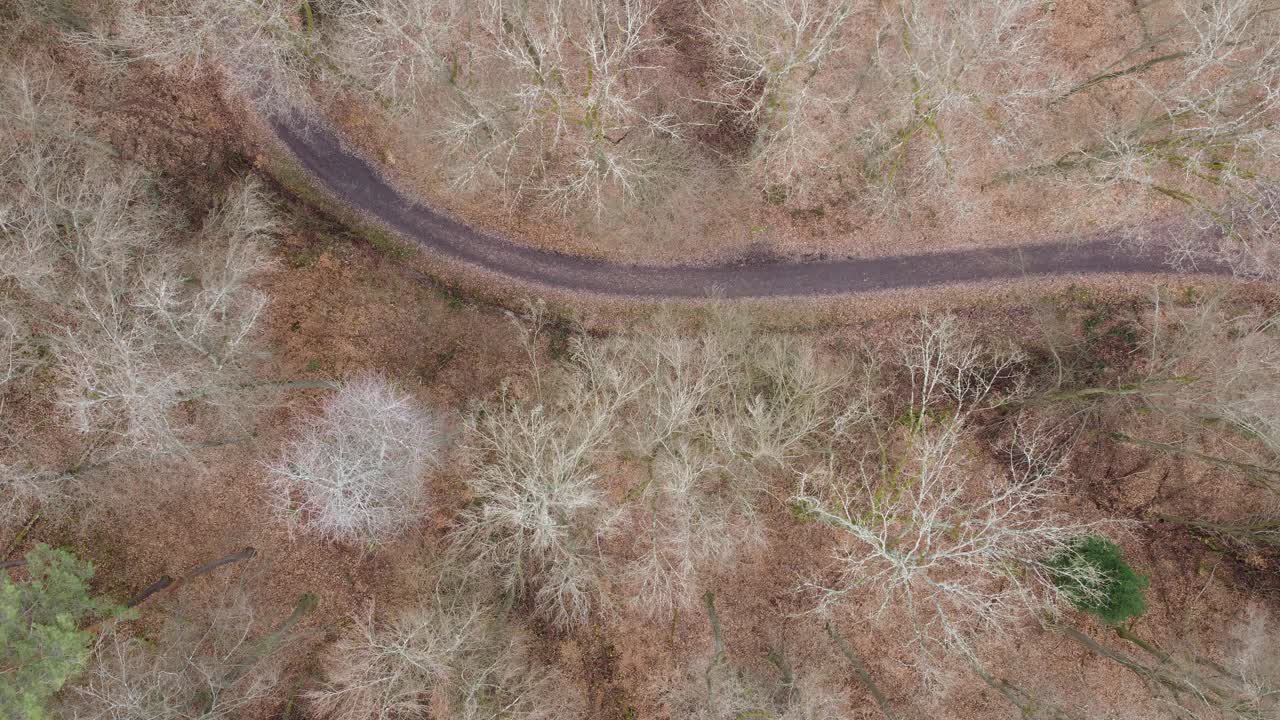 森林鸟瞰图视频素材